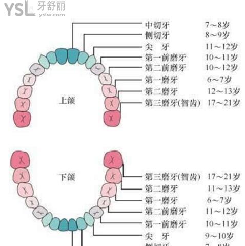 32顆牙.jpg