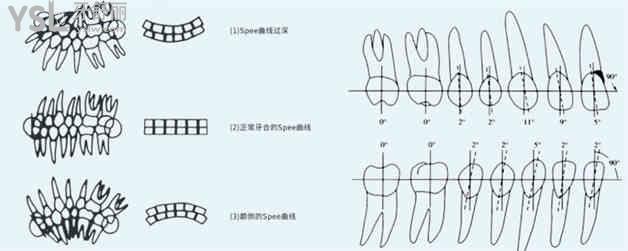 標準的牙齒咬合