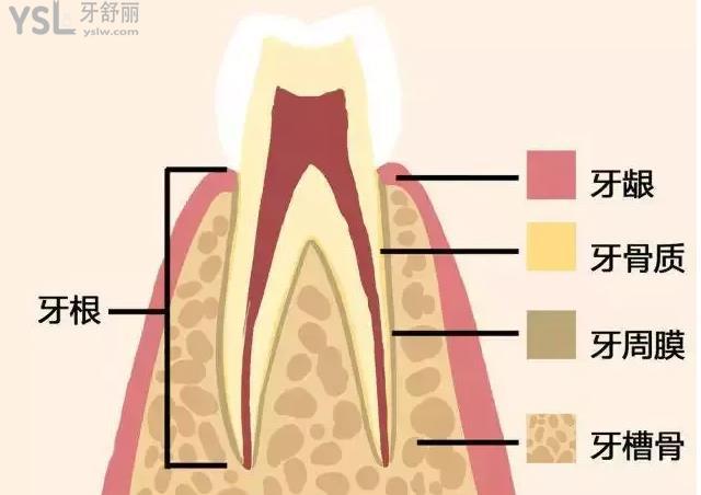 揭秘牙套排齊牙齒的“魔力” 其實(shí)原理很簡(jiǎn)單
