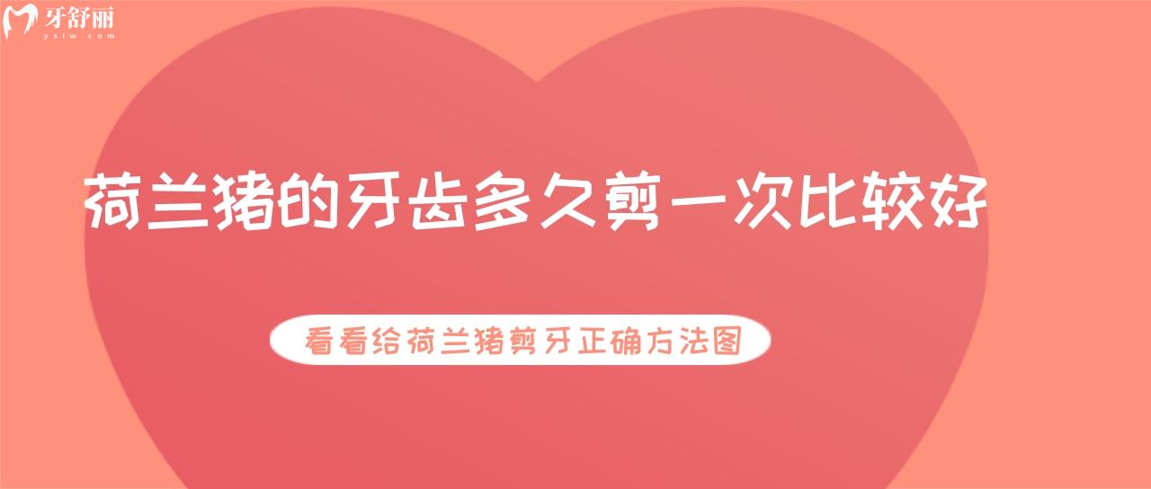 荷蘭豬的牙齒多久剪一次比較好？看看給荷蘭豬剪牙正確方法圖
