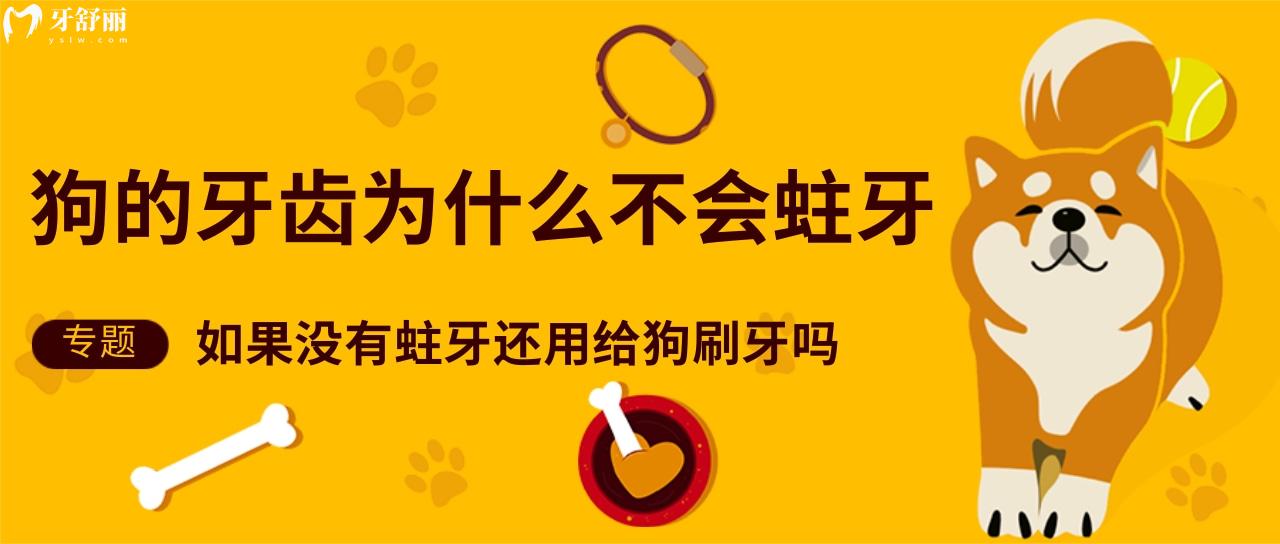 狗的牙齒為什么不會蛀牙？如果沒有蛀牙還用給狗刷牙嗎？