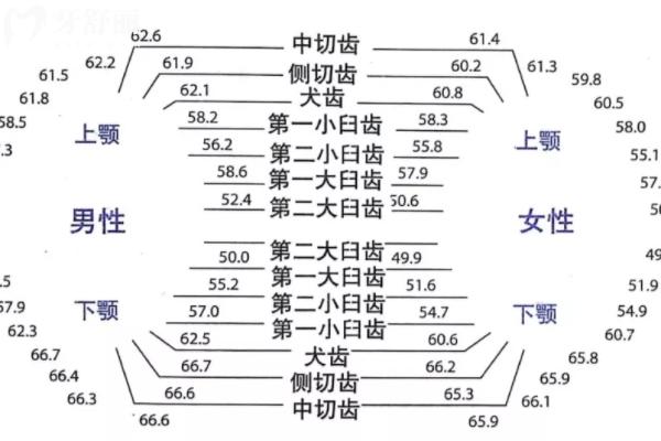 正常牙齒數(shù)量是多少顆？