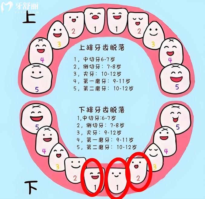 兒童換牙時(shí)間表