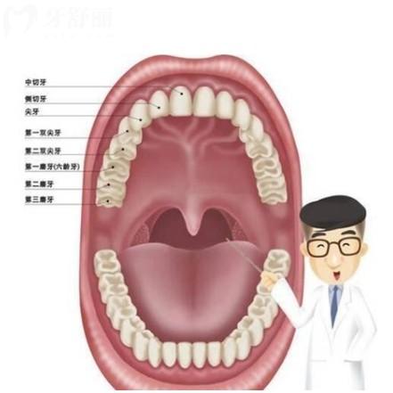 正常牙齒數(shù)量是多少顆？